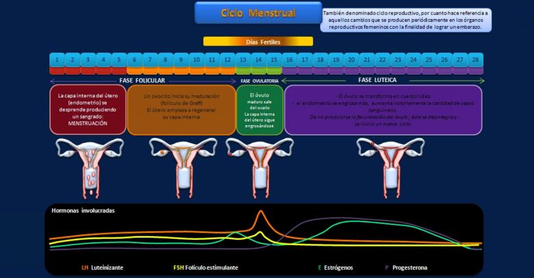 Mujeres: El ciclo menstrual explicado