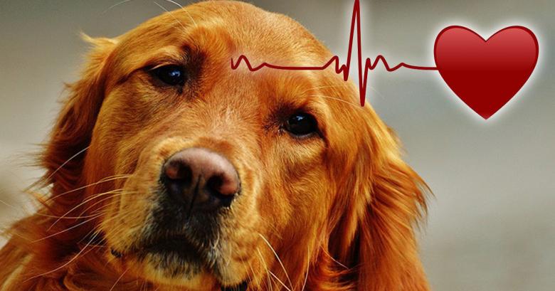 Los perros comparten el mismo ritmo cardíaco de sus dueños