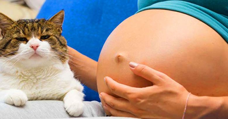 Toxoplasmosis: cuál es el peligro real de tener un gato