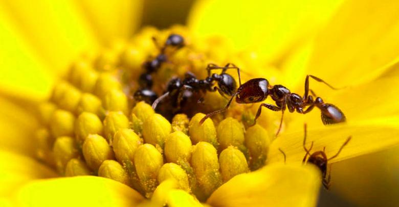 Hormigas, la futura fuente de antibióticos para combatir infecciones